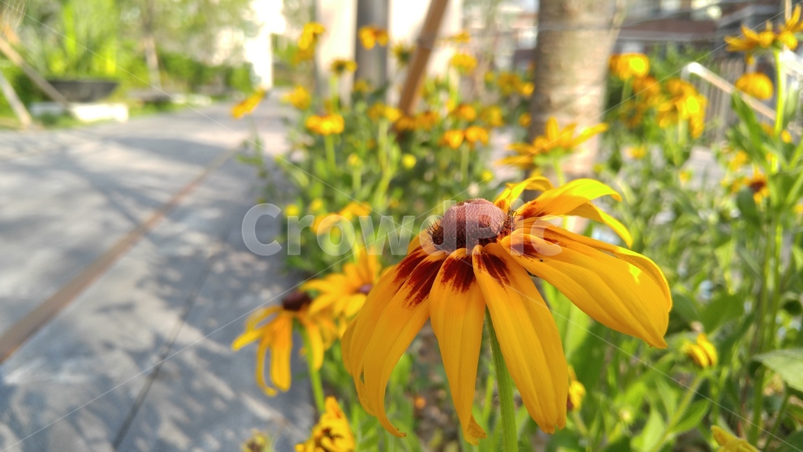 루드베키아,꽃,노랑꽃,노랑색,식물,녹색,배경,감성,계절,ludvechia,flower,yellowflower,flants,green,background,emotional,season