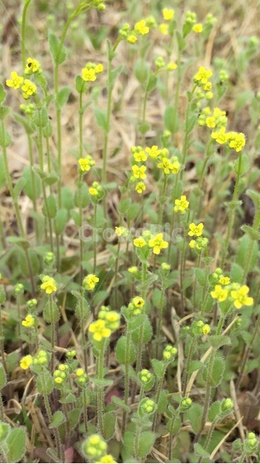 봄,새싹,꽃,노라색,flower,식물,자연,plants,nature,꽃,flower
