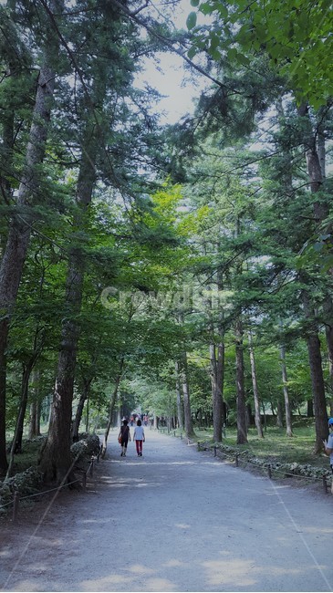 전나무숲길,전나무,숲길,산책,부안,내소사,감성사진,나무,숲,한국자연풍경,식물,휴식,힐링,낭만,평안,감성,풍경,자연풍경,배경,느낌,변산,나무길,자연,nature,landscape,자연,풍경,nature,landscape,tree,plant,outdoors,옥외