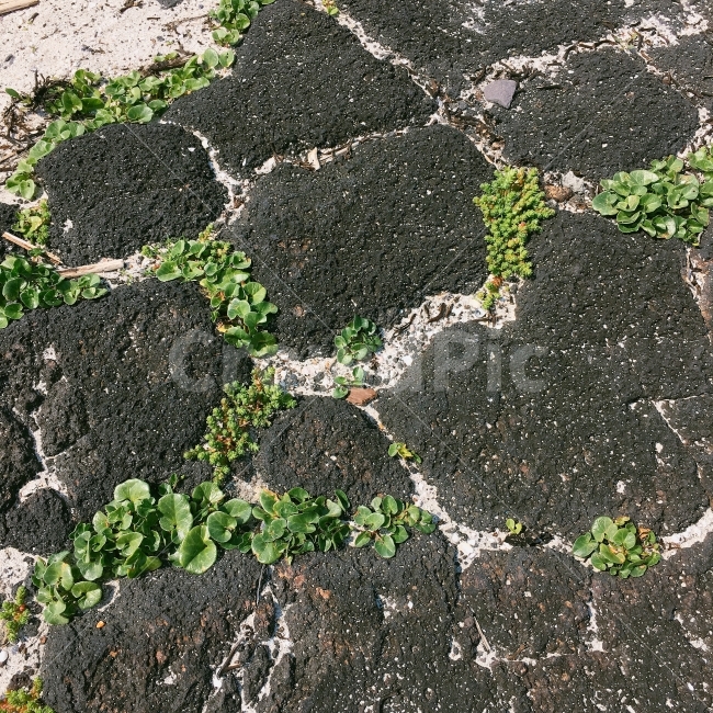 제주도,제주,땅,돌,돌하르방,제주여행,제주땅,우리제주,식물,자연,plants,nature
