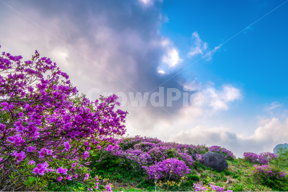 황매산,철죽,꽃,봄,산,합천군,풍경,봄,계절,spring,season,자연,풍경,nature,landscape,plant,식물