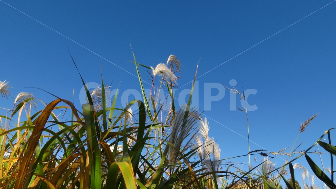 가을,갈대,reed,하늘,sky,갈대밭,가을하늘,양재천,fall,autumn,캐논SX40,CanonSX40,CanonSX40HS,가을,계절,fall,autumn,season,식물,자연,plants,nature,grass,잔디,plant,lawn