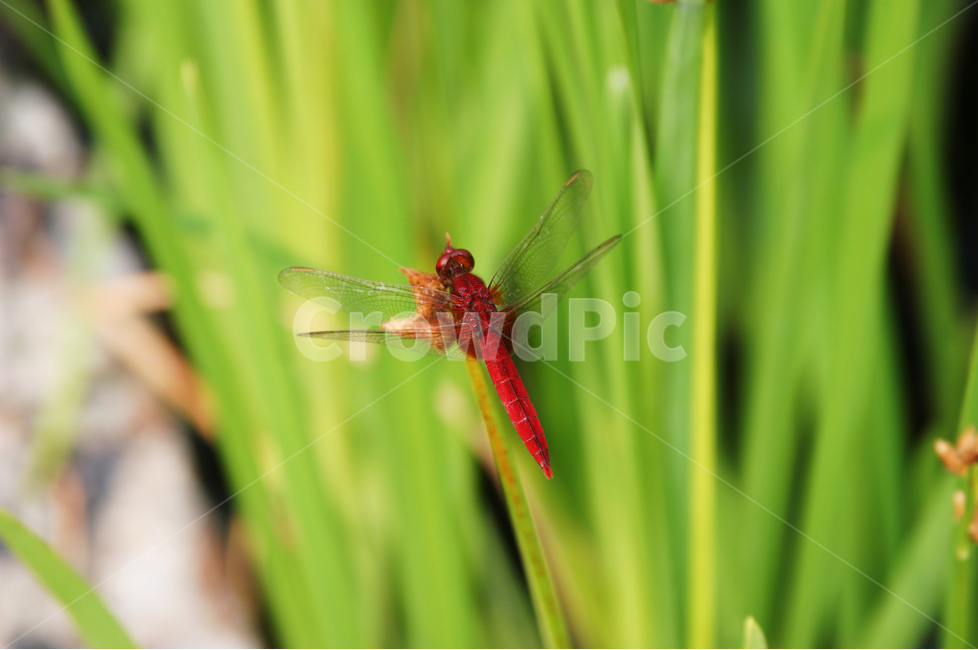 고추잠자리,잠자리,빨강,자연,곤충,동물,animal,곤충,벌레,insect,bug