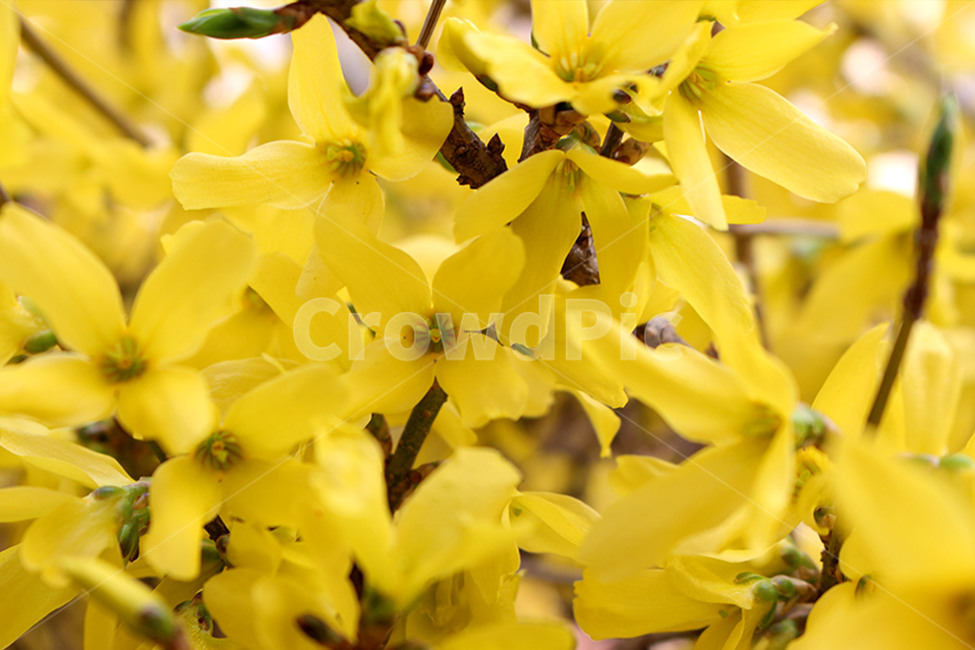 개나리,봄꽃,노란꽃,꽃,봄,봄,계절,spring,season,식물,자연,plants,nature,꽃,flower,plant,petal,꽃잎,blossom