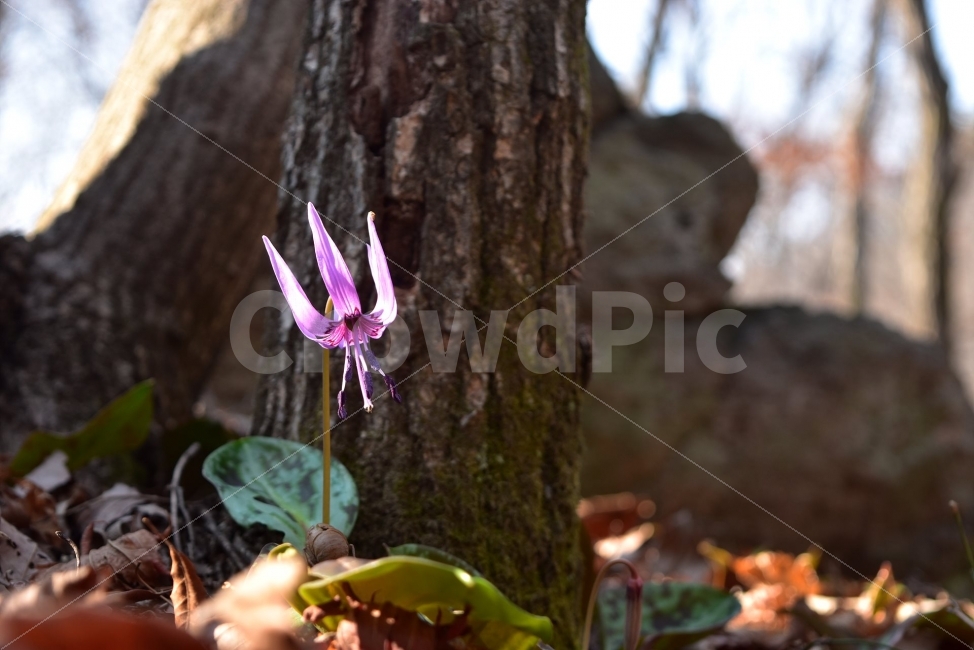 얼레지,봄,야생화,꽃,화야산,경기도,봄꽃,감성,햇살,그림자,Erythroniumjaponicum,가재무릇,백합과,얼레지속,바람난여인,질투,식물,식생,자연,식물,자연,plants,nature,꽃,flower