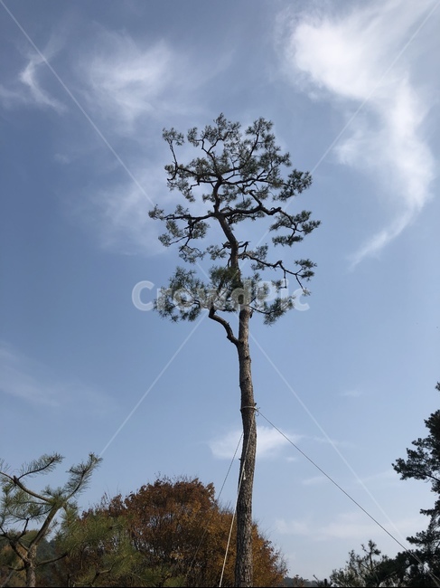 풍경,나무,여유,하늘,쓸쓸