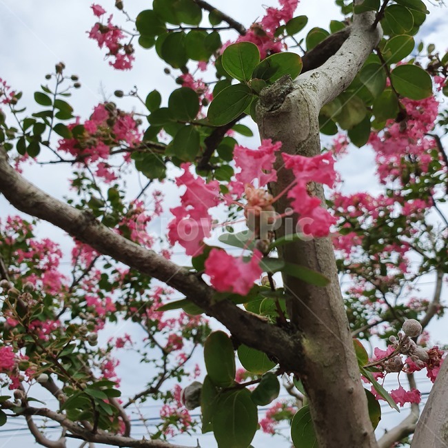 plant,식물,flower,꽃,주황