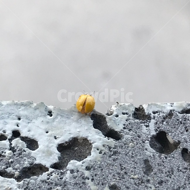 무당벌레,나는무당벌레,노란무당벌레,곤충,ladybug,flyingladybug