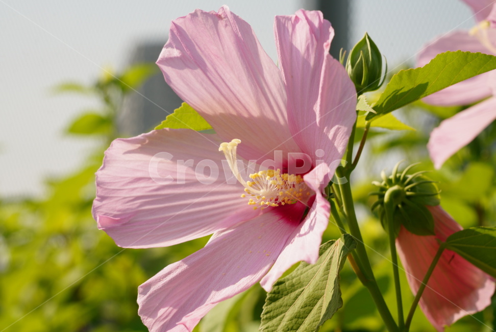 부용,꽃,분홍색,여름,식물,자연,계절,plants,flower,nature,season,summer