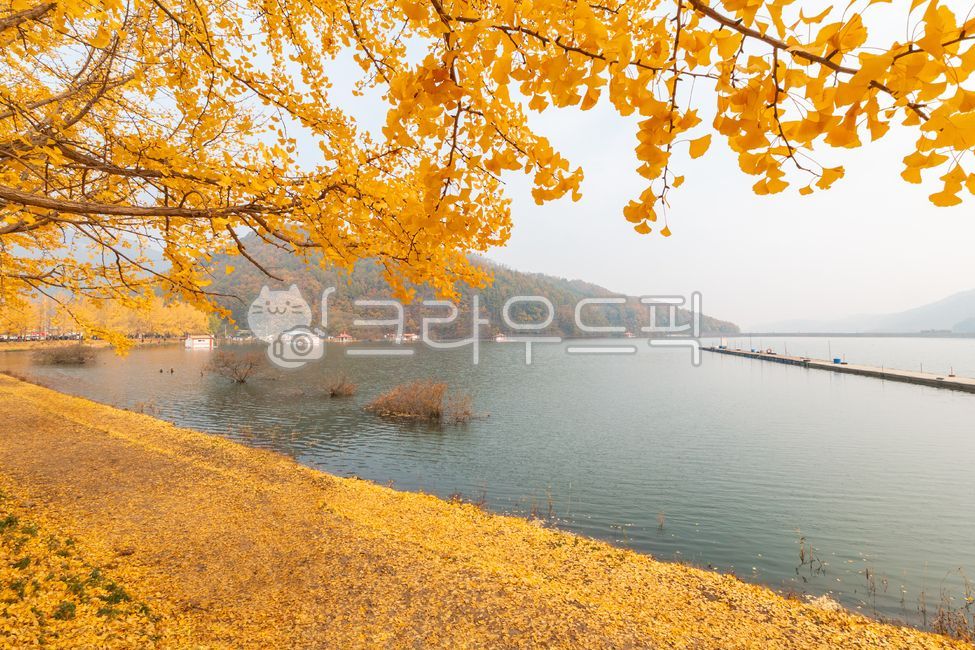 Mun Gwang Reservoir,Ginkgo Tree Road,Ginkgo Tree,Tree,Yellow,Reservoir,Lake,Water,Countryside,Branch,Nature,Landscape,Outdoor,Outdoors,Fall,Foliage,Tourist Attraction,Chungbuk,Chungcheongbuk-do,Goesan-gun,Goesan