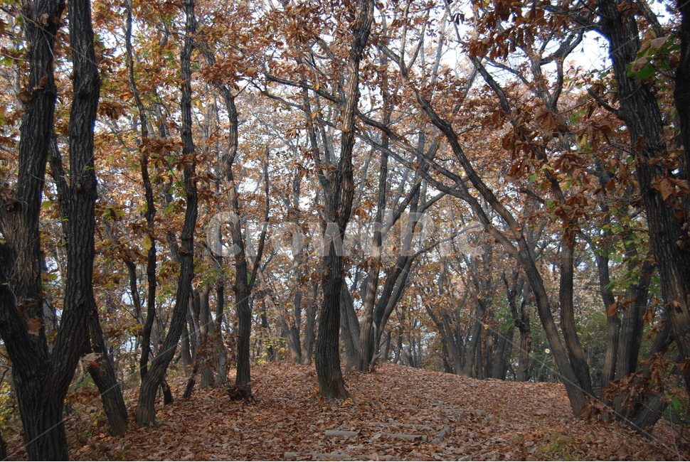 천마산,단풍,가을,자연,휴양림,가을,계절,fall,autumn,season,자연,풍경,nature,landscape,식물,plants,나무,trees,wood,tree,plant,tree trunk,나무 줄기,ground,바닥