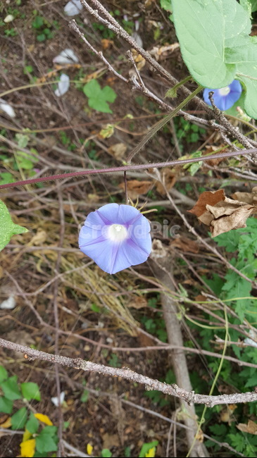 나팔꽃,꽃잎,보라색,모닝글로리,식물