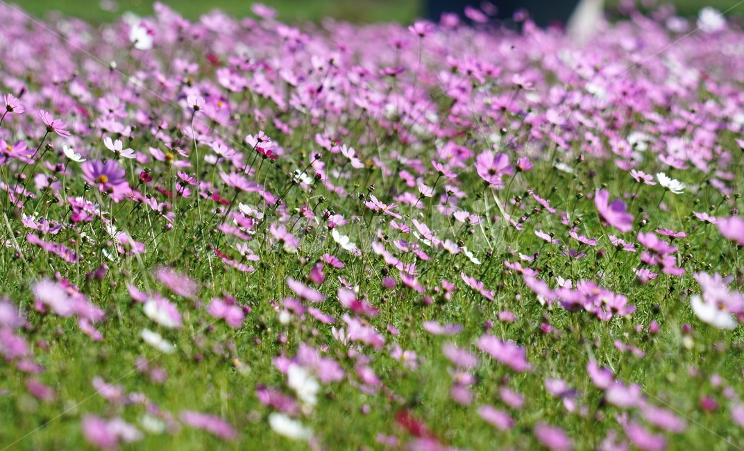 코스모스,가을,꽃,자연,식물,cosmos,nature,fiower,green,pink,가을,계절,fall,autumn,season,식물,자연,plants,nature,꽃,flower,geranium,제라늄,blossom,plant