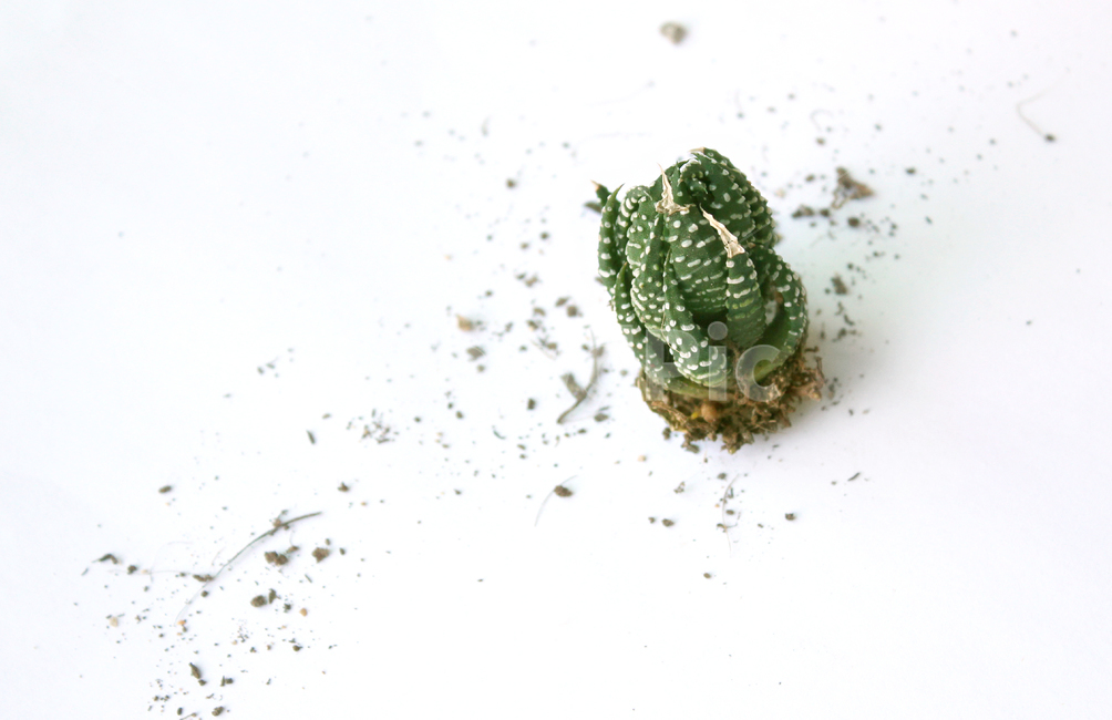 cacti,cactus,closeup,green,highview,macro,natural,plant,soil,succulents,white,식물,자연,흙,다육이,선인장,다육식물,녹색,그린,흰배경,탑앵글,탑뷰,뿌리,모래,식물,자연,plants,nature