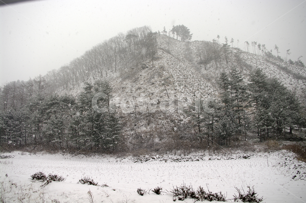 산,나무,잣나무,눈,겨울,겨울,계절,winter,season