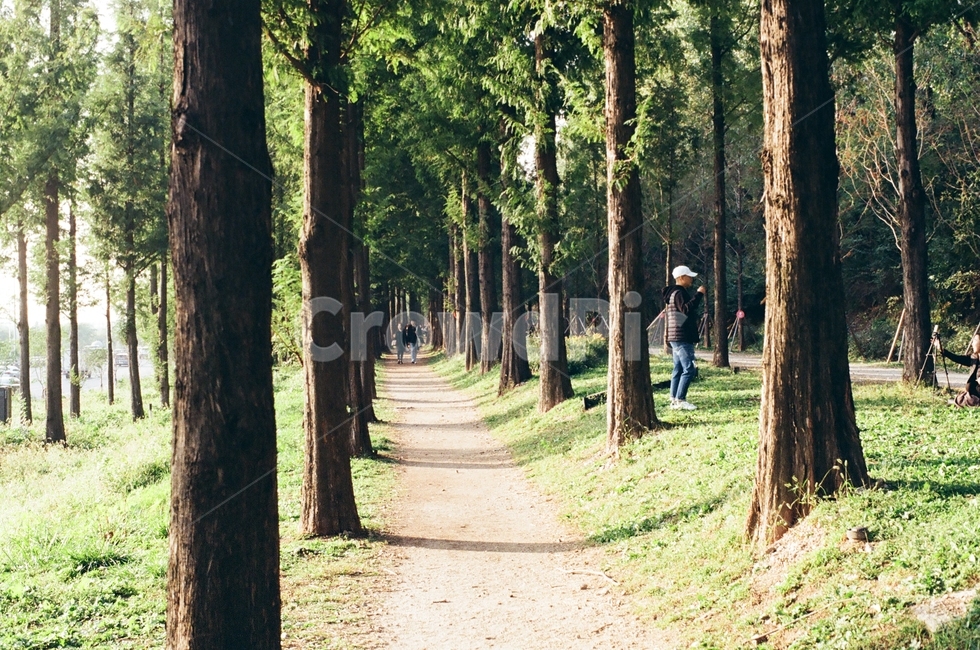 숲길,해질녘,메타세콰이어,하늘공원,forest,고요함,한적함,초록색,green,조용,서울,자연,풍경,nature,landscape,휴식,힐링,rest,relaxation,healing,tree,나무,plant,식물,tree trunk,나무 줄기