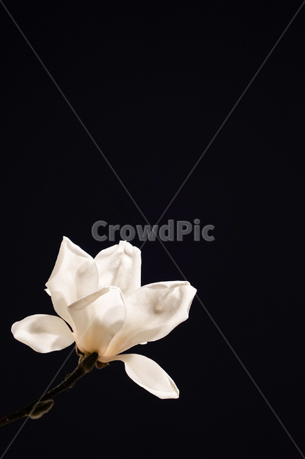 plant,식물,flower,꽃,목련