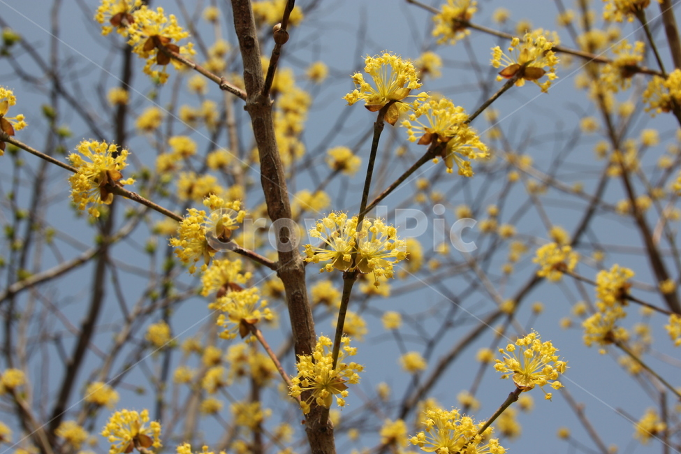 산수유,꽃,자연,풍경,산수유꽃,식물,자연,plants,nature,꽃,flower