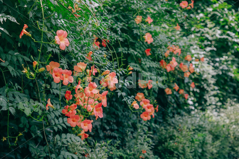 자연,식물,꽃,flower,능소화,아름다운,식물,자연,plants,nature,꽃,flower