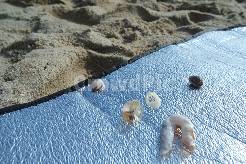 모래,바다,조개껍데기,껍데기,sea