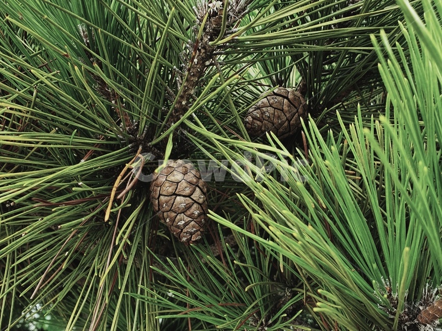 식물,plant,나무,tree,솔방울,감성,자연,푸른,초록,나무,trees,wood,과일,열매,fruit