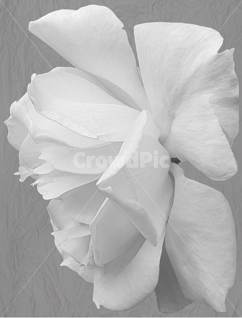 꽃,장미,흑백,배경화면,식물,꽃,flower,흑백,모노톤,monochrome,black and white