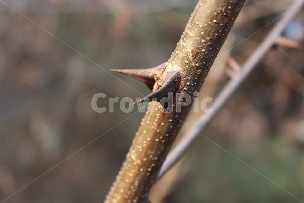 나무,가시,아카시아,tree,acacia