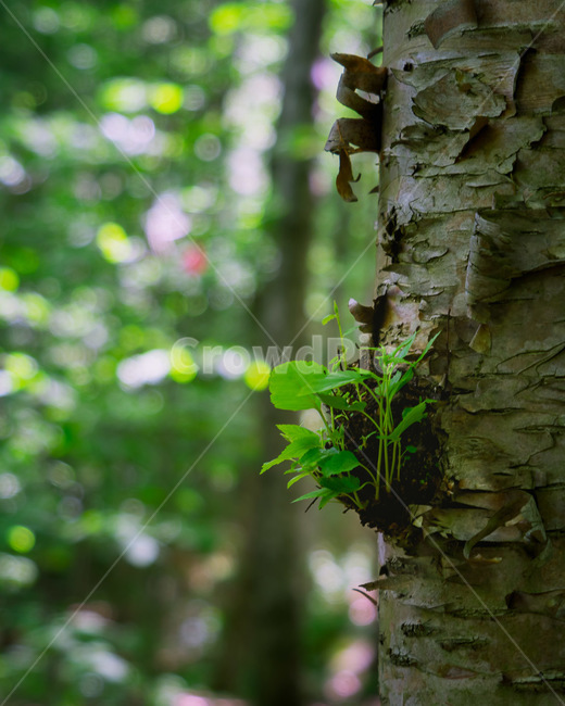 야생풀,나무,자연,산길,산,야생화,하이킹,식물,자연,plants,nature