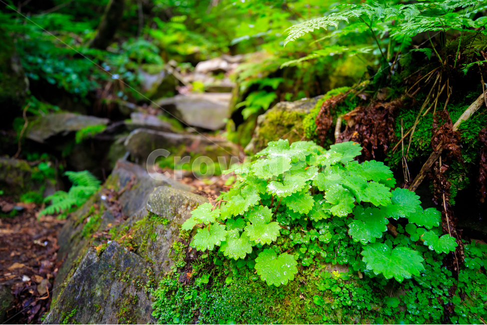 가리왕산,숲,나무,초록,계곡,이끼,이끼계곡,자연,식물,자연,plants,nature