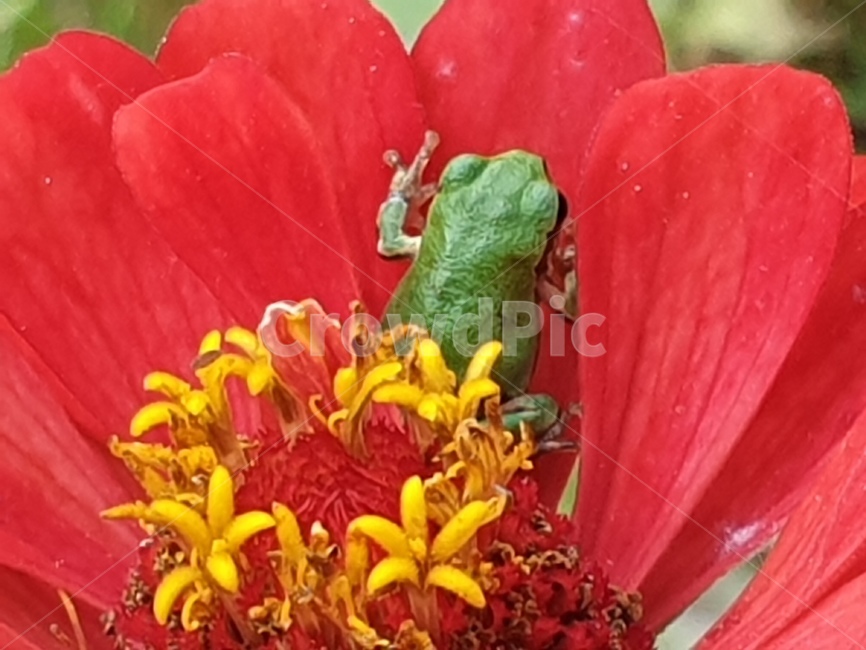 청개구리,개구리,백일홍,꽃,파충류,귀여운,flog,식물,자연,plants,nature,꽃,flower,파충류,양서류,reptile,amphibian