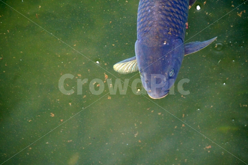 잉어,물고기,생선,어류,fish,동물,animal,붕어,물,water,강,하천,river,자연,nature,물속,여름,summer,수영,헤엄,지느러미,낚시,호수,lake,한국의자연,한국풍경,동물,animal,어류,물고기,fish