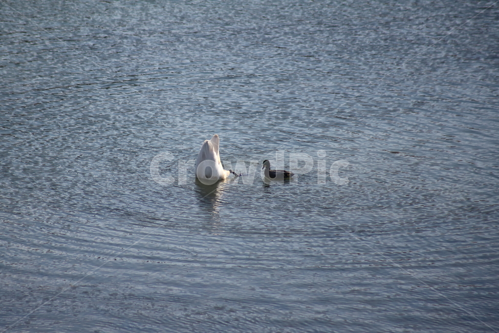 백조,고니,새,야생동물,swan,철새,큰고니,동물,animal,조류,새,birds