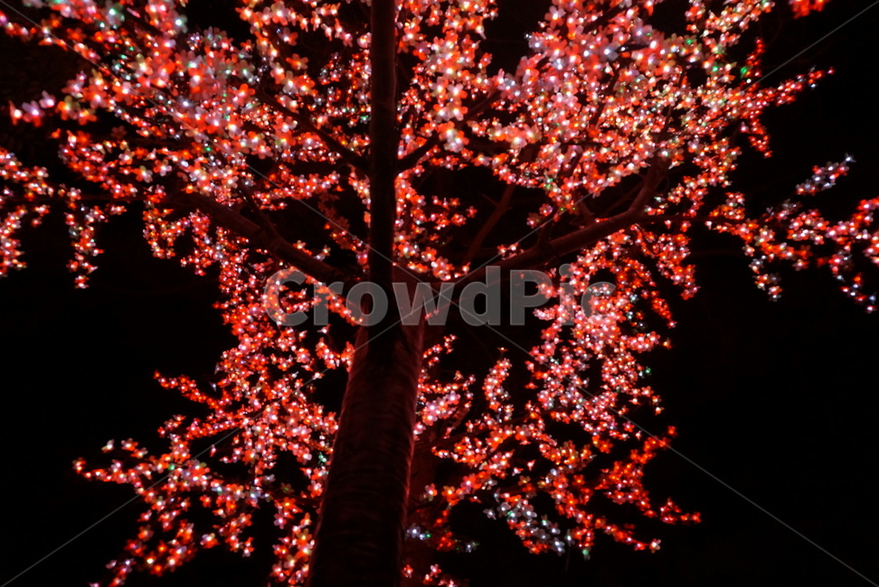 야경,전등나무,조명나무,공원,붉은,야경,밤,풍경,nightscape,night,landscape,식물,자연,plants,nature,나무,trees,wood,plant,tree