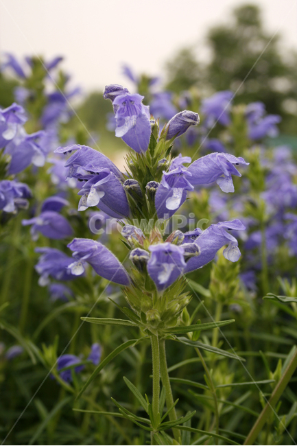 용머리,식물,flower,plants,nature,꽃,꽃봉오리,꽃밭,식물,자연,plants,nature,꽃,flower