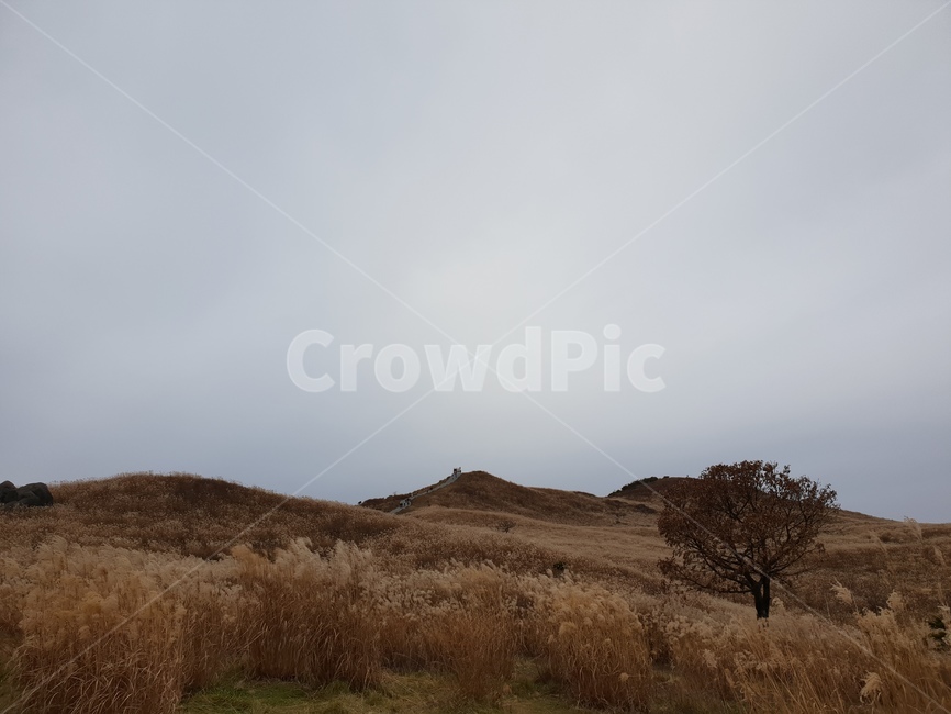 산,황매산,억새,구름,풍경,grassland,목초지,field,들,outdoors,옥외,mound,투수판