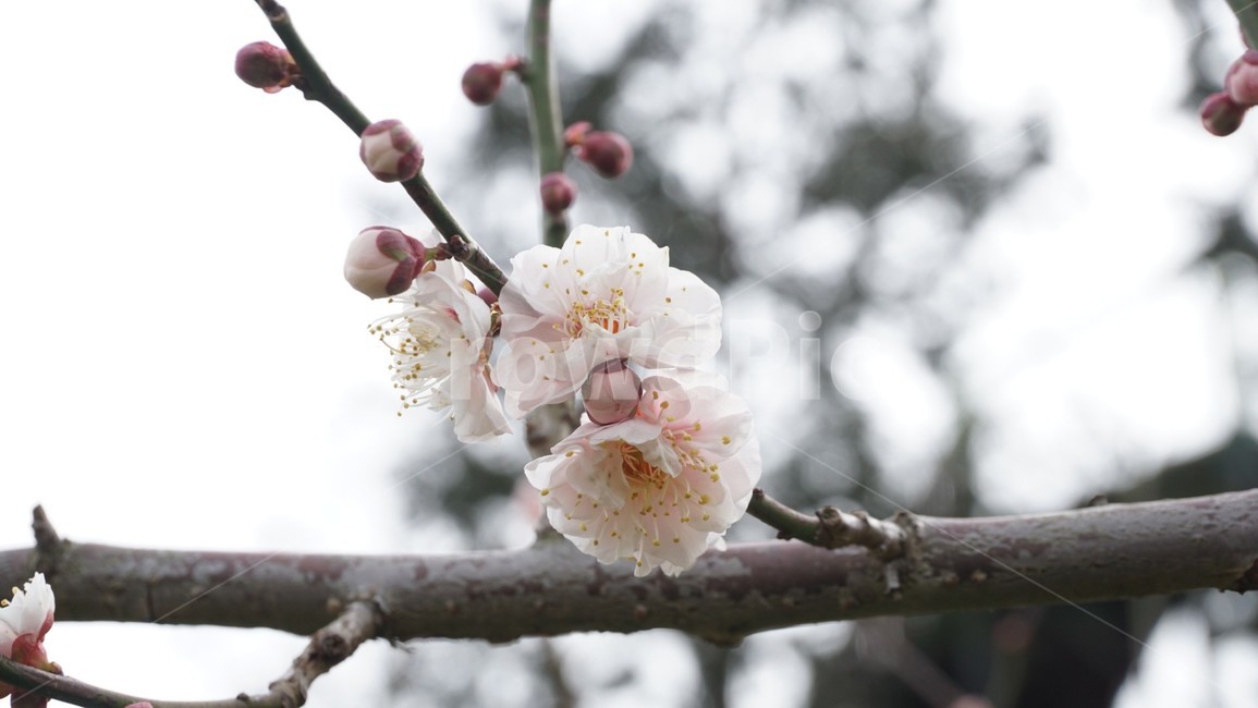 plant,식물,blossom,flower,꽃,벚꽃,cherryblossoms,나뭇가지,branch,꽃봉오리