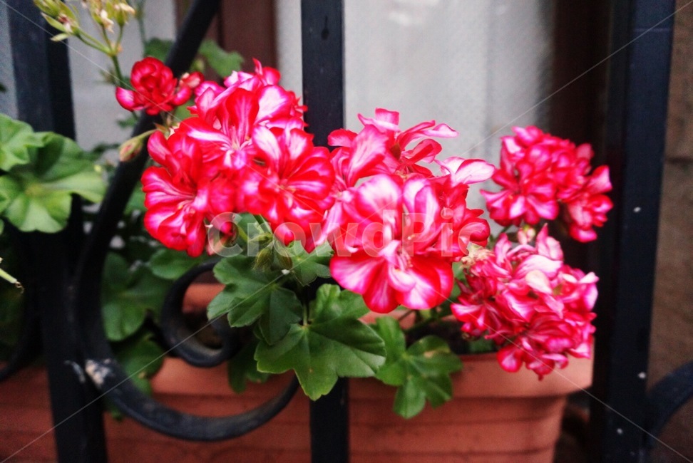 blossom,제라늄,꽃,flower,geranium,plant,식물