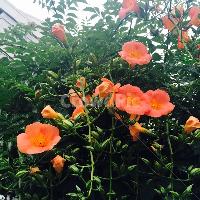 들꽃,풍경,만개,꽃잎,흰꽃,햇볕,햇빛,주황색,주황색꽃,꽃봉우리,길가,flower,식물,자연,plants,nature,꽃,flower