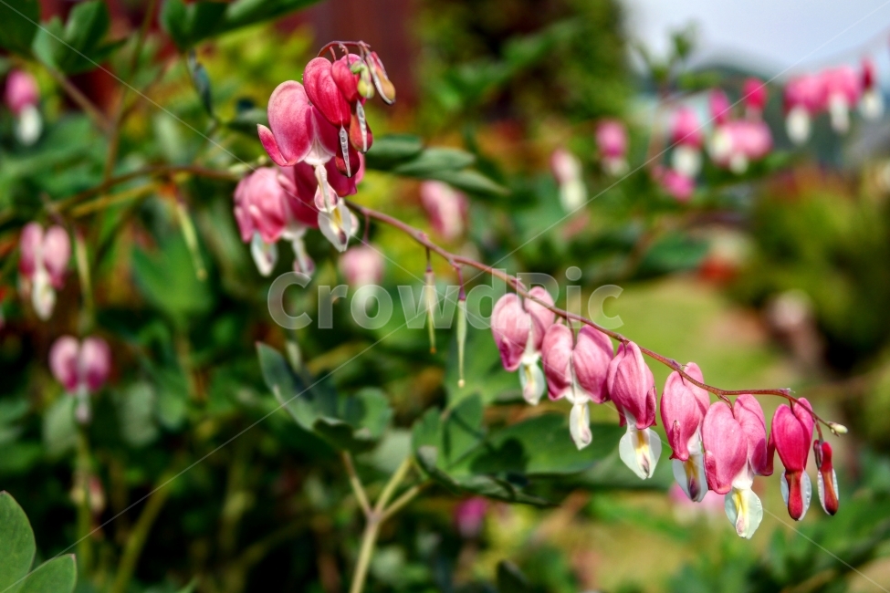 꽃,일상,사진,여행,풍경,식물,초록,분홍,식물,자연,plants,nature,꽃,flower