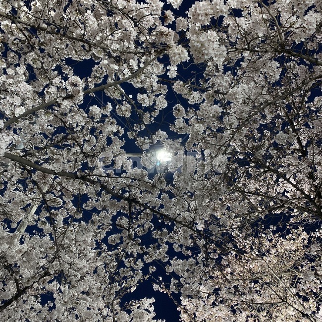 꽃,벚꽃,나무,밤하늘,밤벚꽃,flower,blossom,cherryblossom,plant,sky
