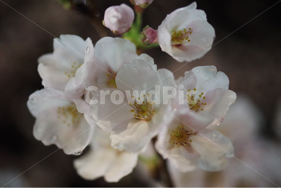 벚꽃,봄꽃,꽃,봄,배경화면,바탕화면,계절,식물,자연,생명,꽃잎,봄,계절,spring,season,식물,자연,plants,nature,꽃,flower,plant,geranium,제라늄,blossom