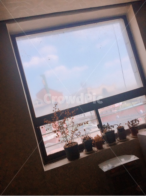 식물,감성사진,인테리어,색감,창문