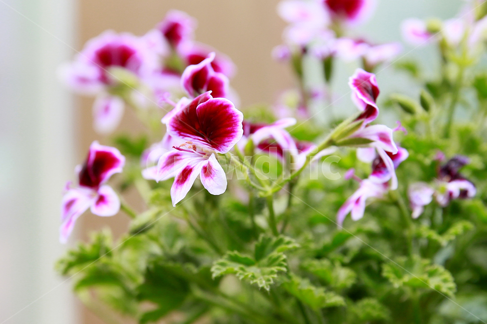 꽃,랜디,가드닝,화분,봄,식물,자연,plants,nature,꽃,flower
