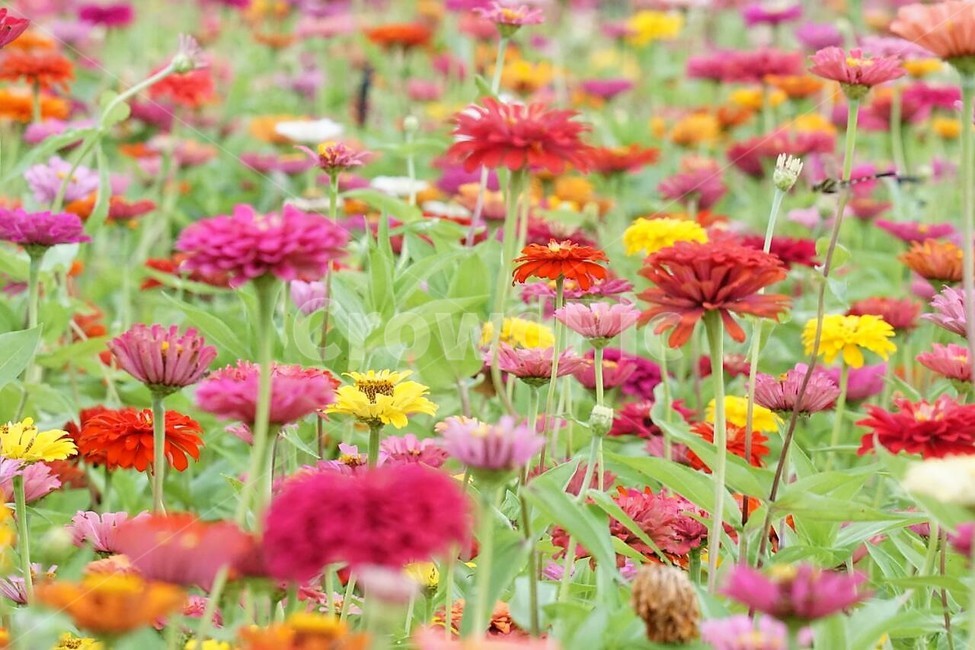 꽃,백일홍,자연,식물,분홍색,pink,flower,nature,green,초록색,노란색,yellow,붉은꽃,red,식물,자연,plants,nature,꽃,flower