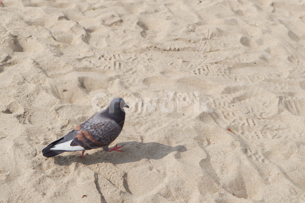 비둘기,모래,부산,새,조류,모래사장,발자국,bird,pigeon,sand