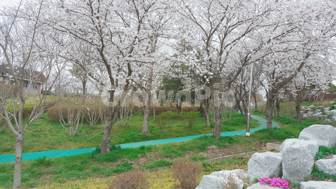 봄,공원,벚꽃,벚꽃나무,park,spring,시민공원,김제생활체육공원,산책로,자연,nature