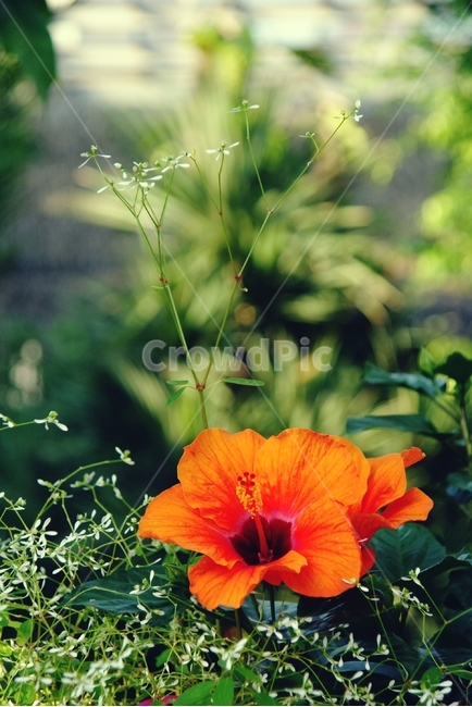 꽃,flower,주홍,오렌지,오렌지색,무궁화,주황,식물,자연,plants,nature,꽃,flower