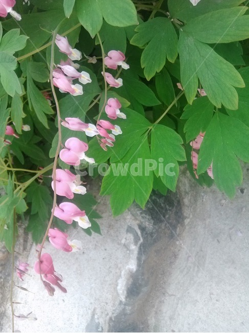 plant,식물,flower,꽃,acanthaceae,잔잔과,초롱꽃,초록색,봄