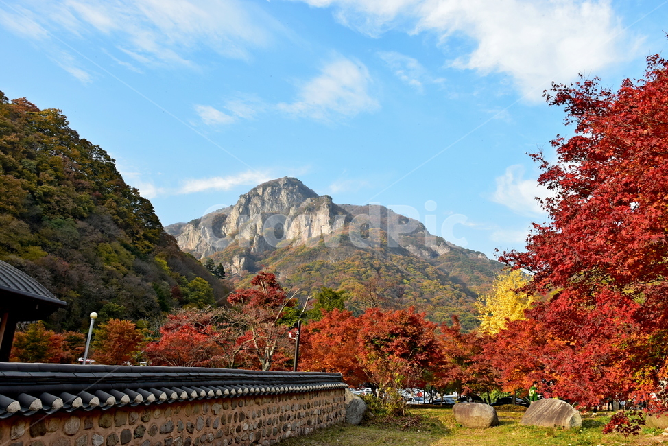 자연,풍경,단풍,계절,가을,잎,단풍잎,붉은,노란,낙엽,나무,애기단풍,백암산,fall,autumn,season,nature,landscape,한국자연풍경,한국자연경관,korea,tree,maple,leaf,백학봉,가을,계절,fall,autumn,season,자연,풍경,nature,landscape,outdoors,옥외,plant,식물