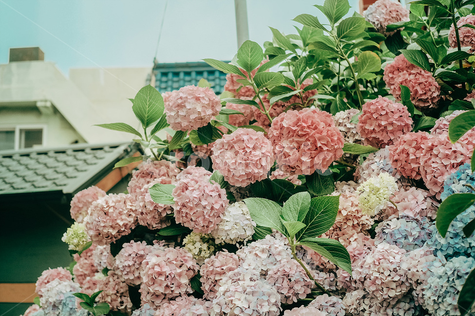여름,수국,컬러풀,자연,식물,summer,flower,colorful,nature,plant,식물,자연,plants,nature,꽃,flower